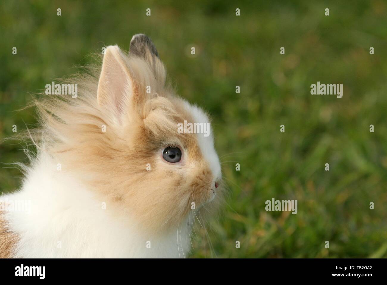lion-headed rabbit Stock Photo