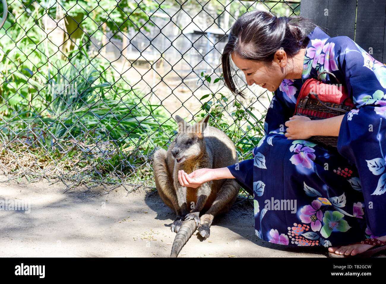 Japanese tourist with Kangaroo, Australia Stock Photo Alamy