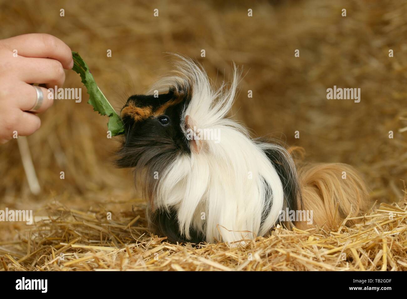 Longhaired Guinea Pig Stock Photo 247763195 Alamy