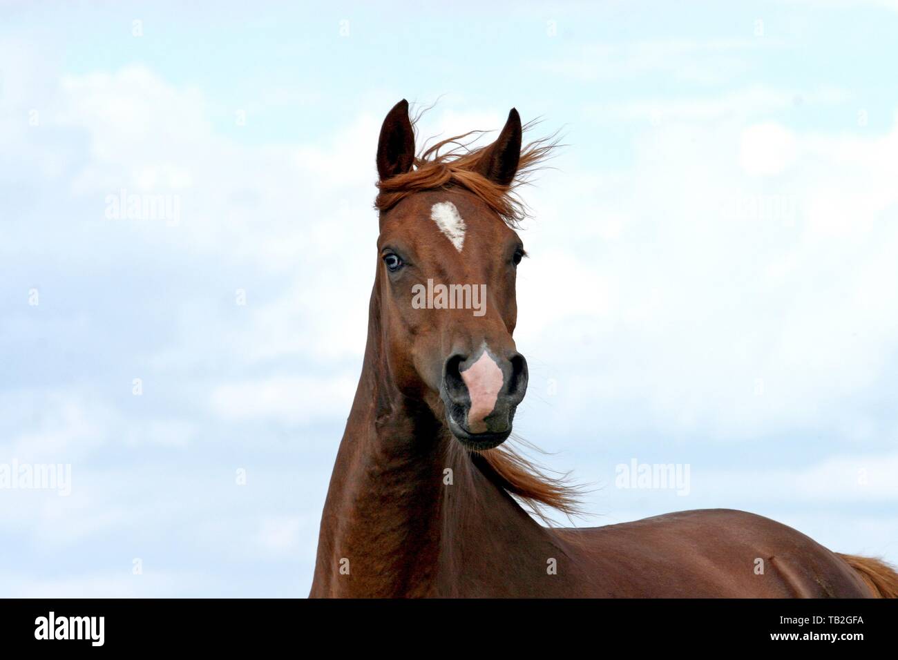Morgan Cheval Morgan horse portrait Stock Photo - Alamy