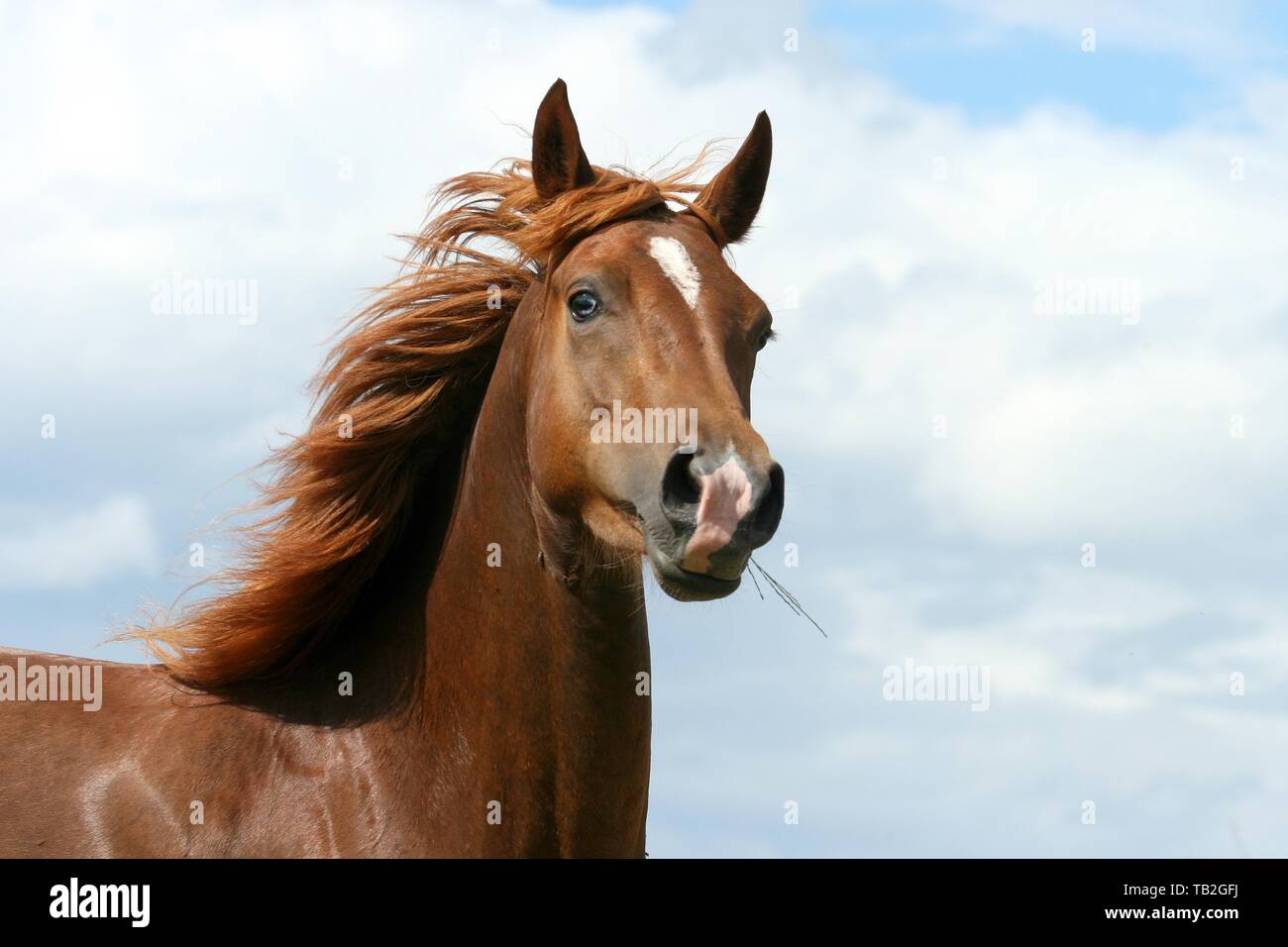 Morgan horse portrait Stock Photo