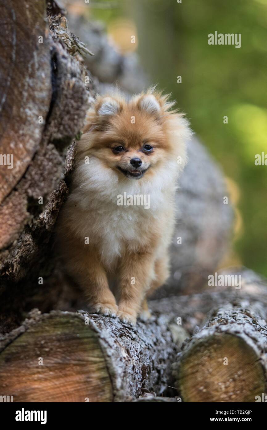 Spitz Pomeranian High Resolution Stock Photography And Images Alamy