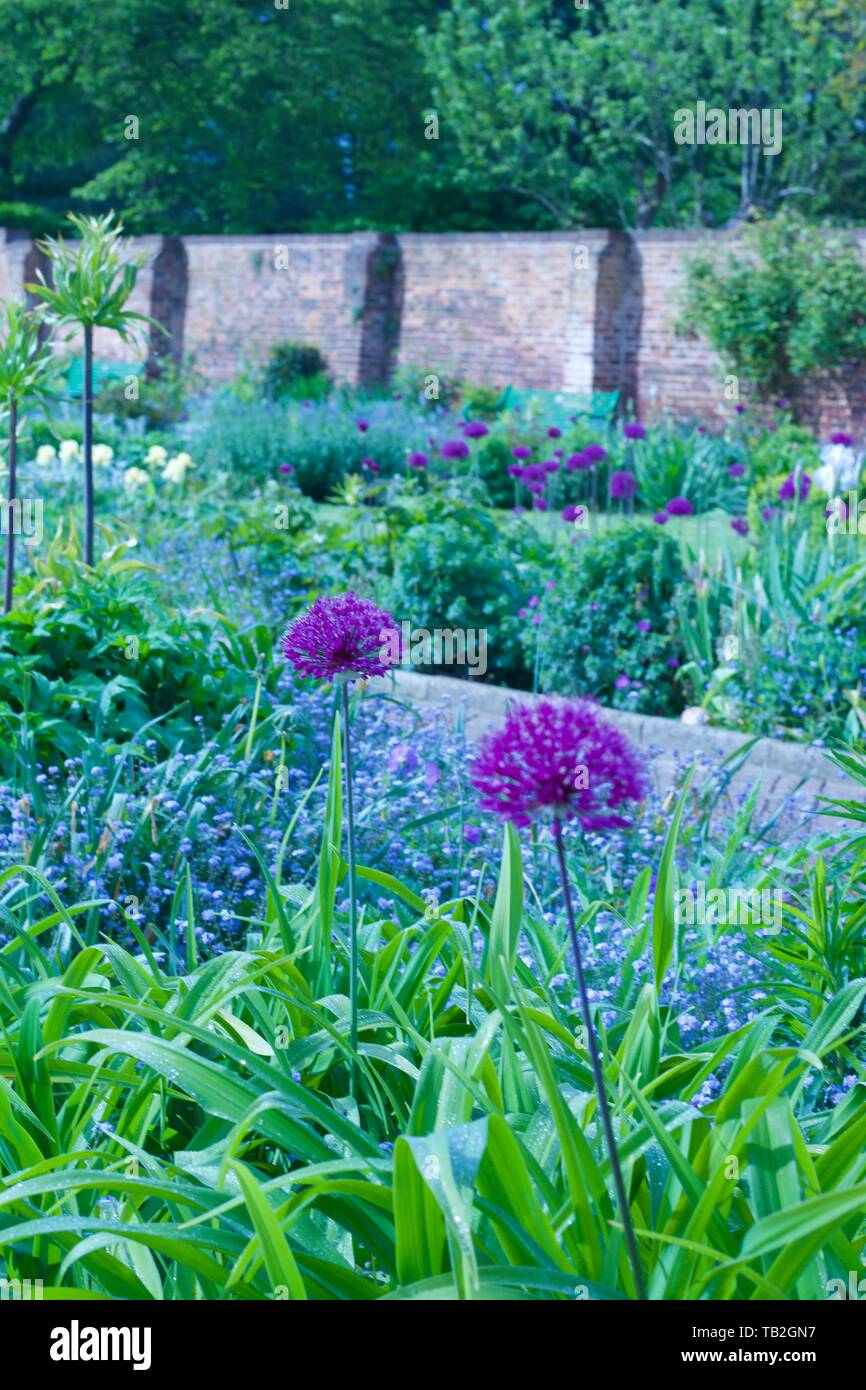 English country walled garden with beautiful selection of plants ...