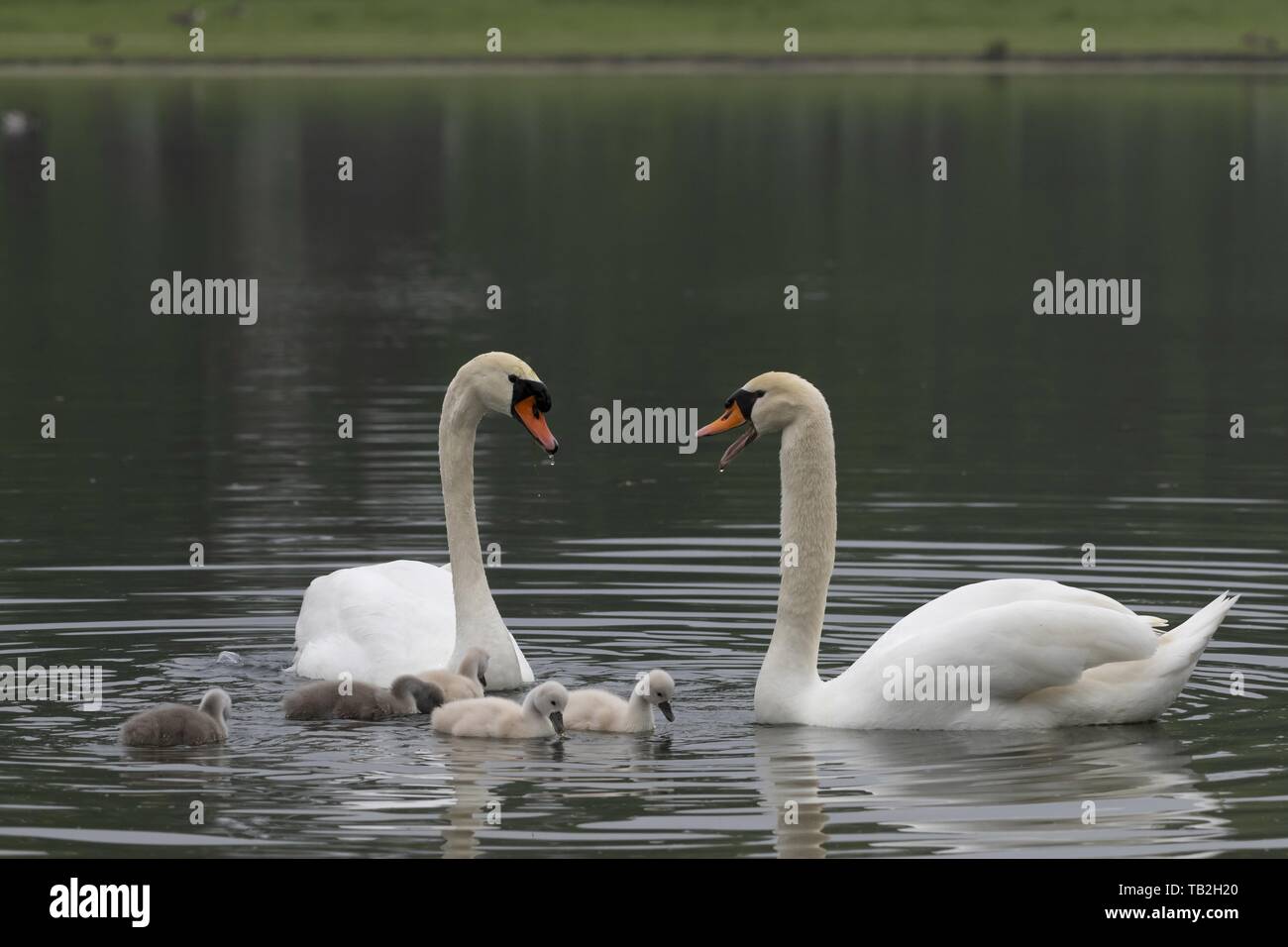 mute swans Stock Photo