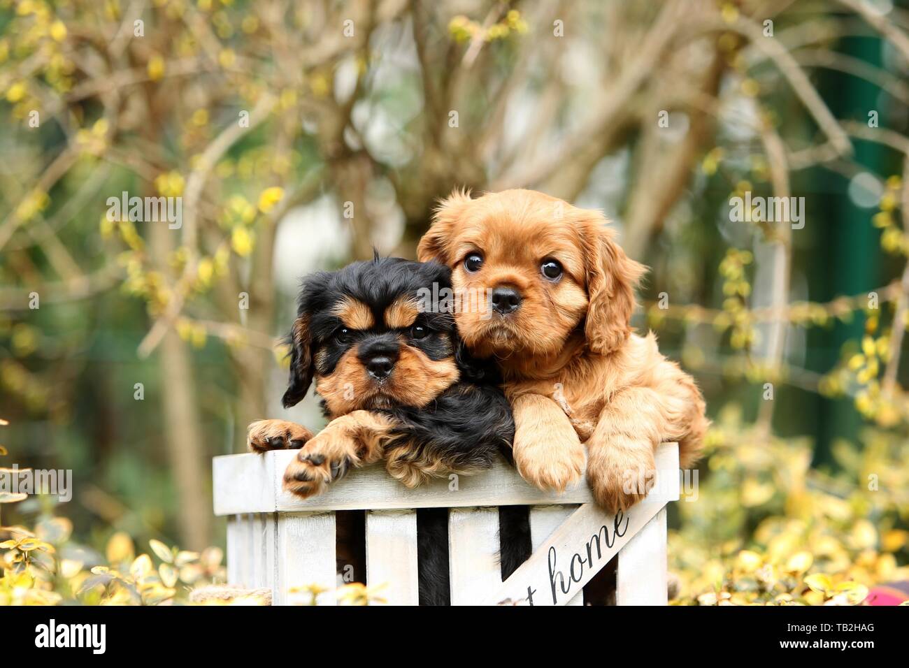 Cavalier King Charles Spaniel Puppies Stock Photo 247763896 Alamy