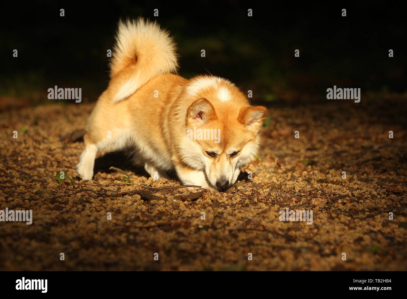 Welsh corgi pembroke stones hi-res stock photography and images - Alamy