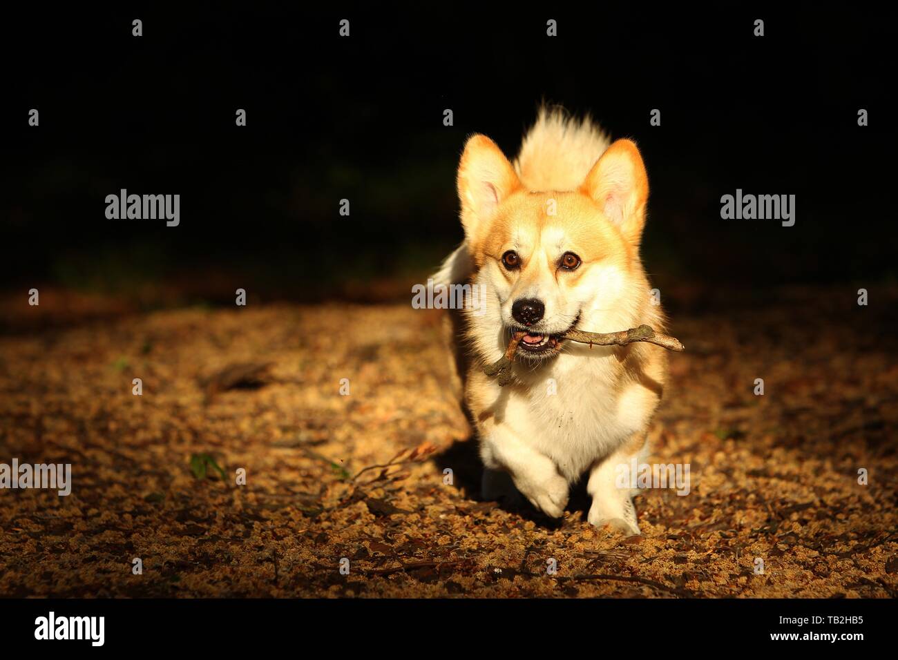 Welsh corgi pembroke stones hi-res stock photography and images - Alamy