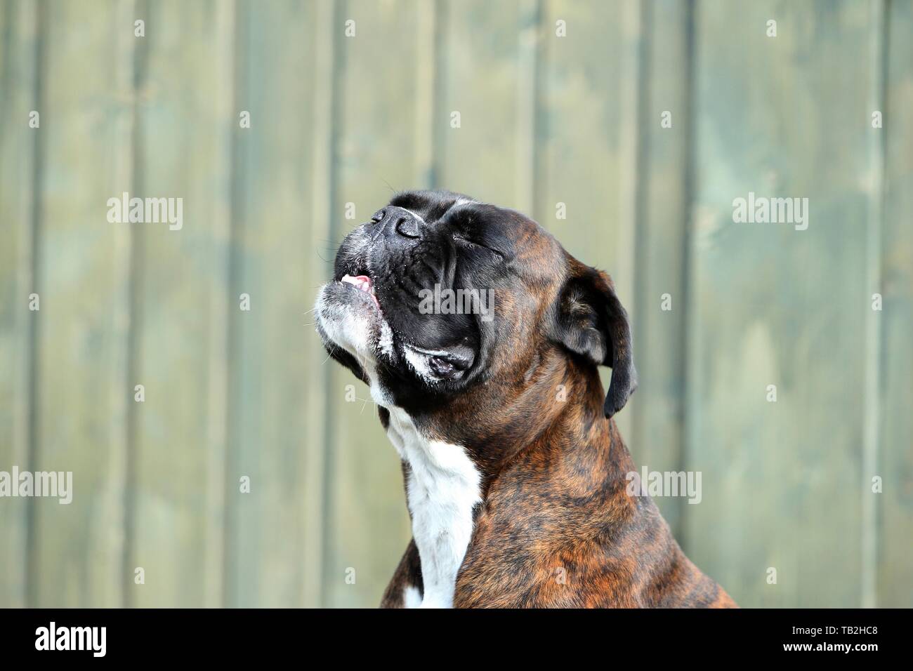 German Boxer Portrait Stock Photo - Alamy