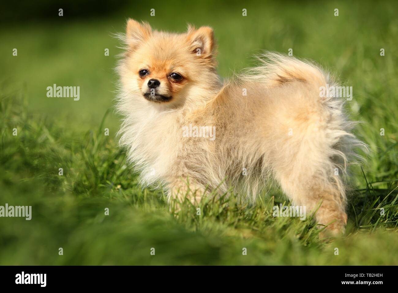 standing Miniature Spitz Stock Photo - Alamy