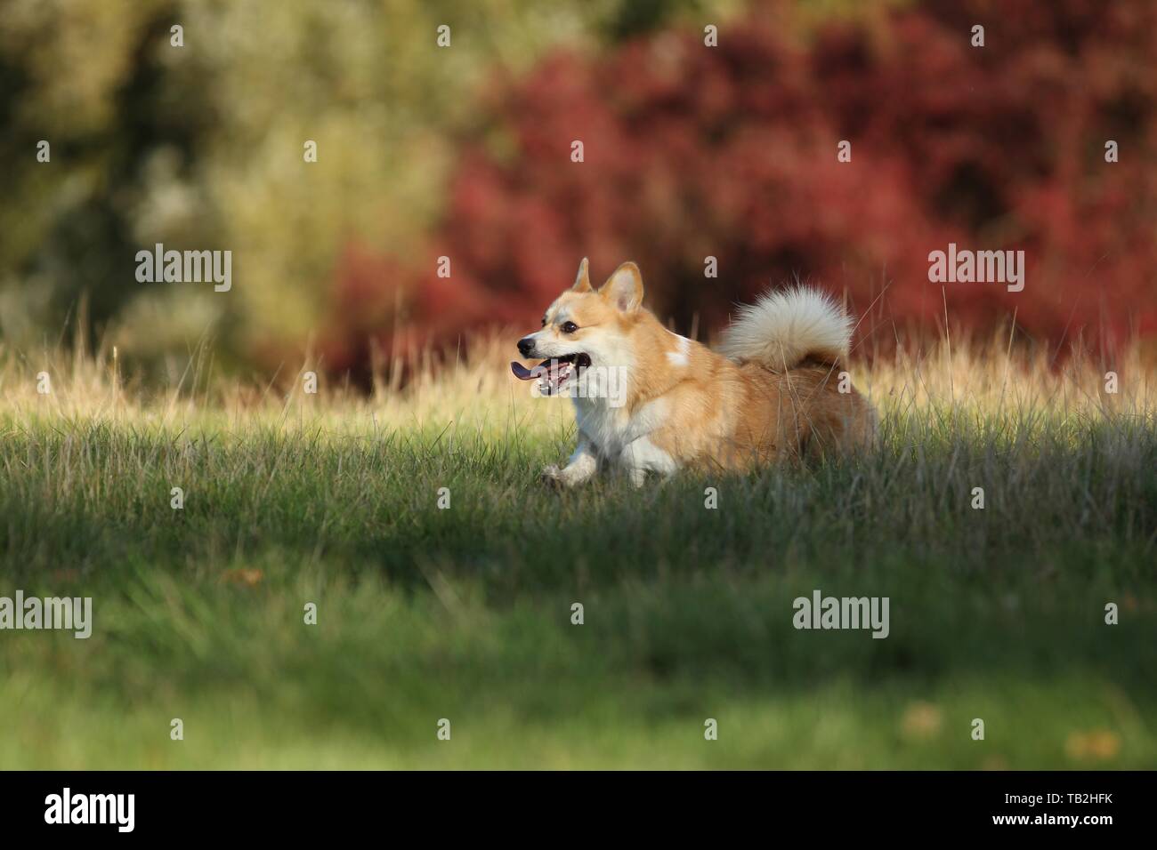 running Welsh Corgi Pembroke Stock Photo