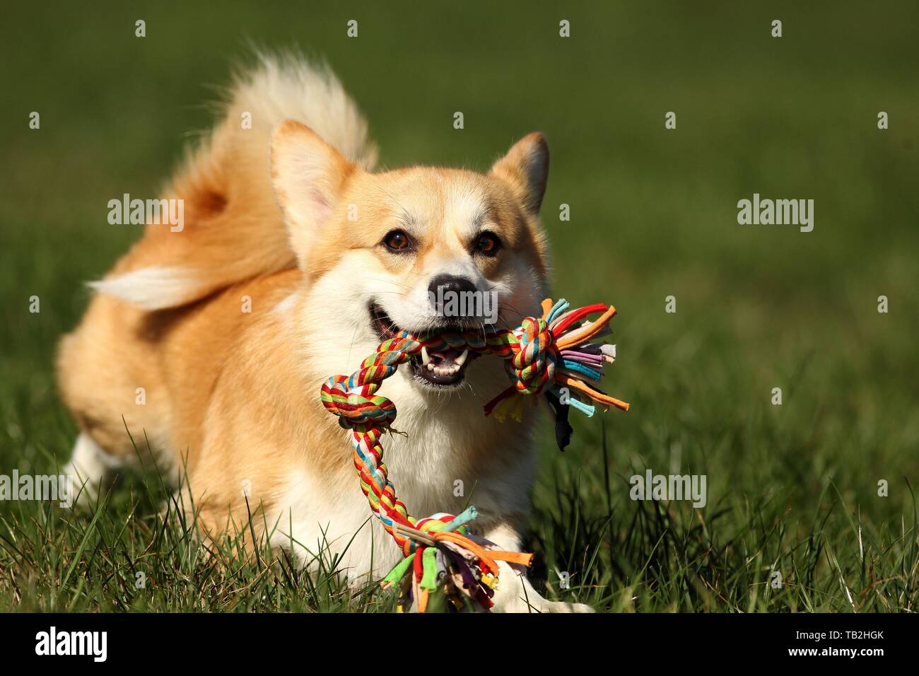 playing Welsh Corgi Pembroke Stock Photo