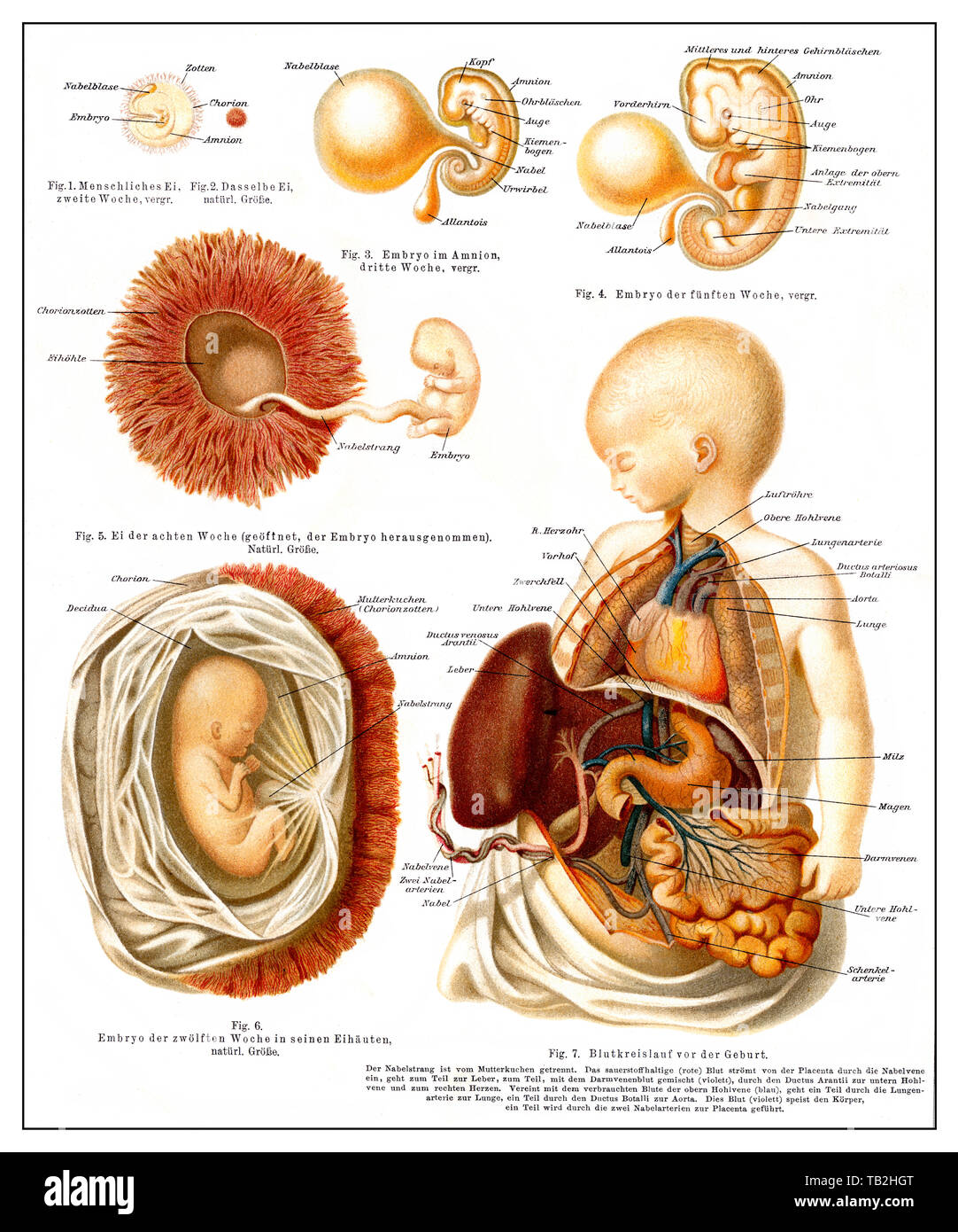 Graphical depiction of the human development from egg to embryo, die Entwicklung des Menschen vom Ei bis zum Embryo, aus Meyers Konversations-Lexikon, 1889 Stock Photo