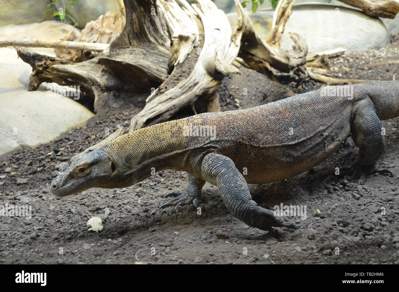 Komodo Dragon, the largest lizard in the world Stock Photo - Alamy