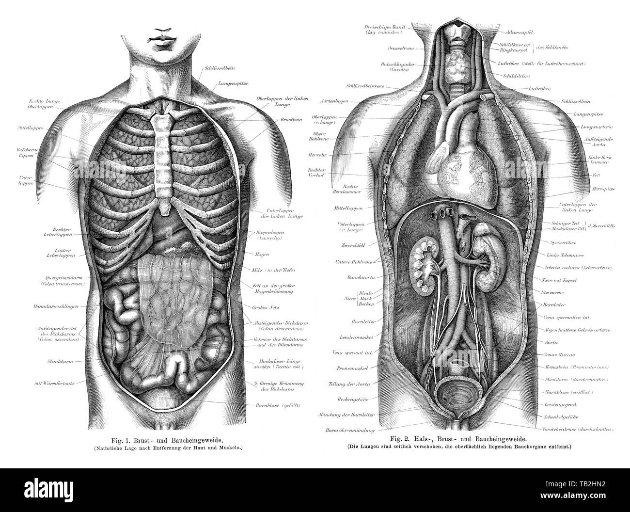 human intestines, Zeichnerische Darstellung, Eingeweide des Menschen, aus Meyers Konversations-Lexikon, 1889 Stock Photo