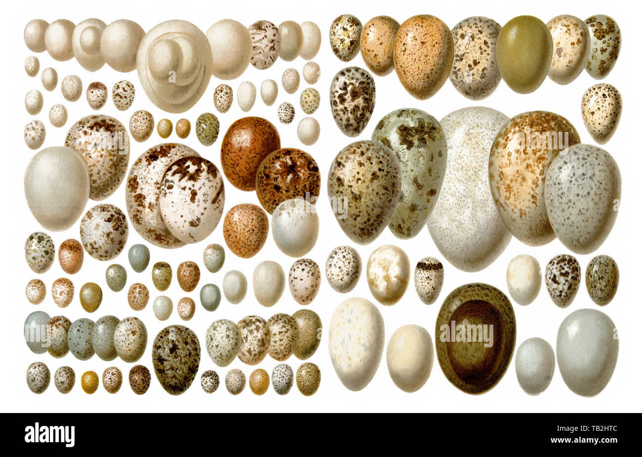 European birds' eggs, Meyers Konversations-Lexikon, 1889 Stock Photo