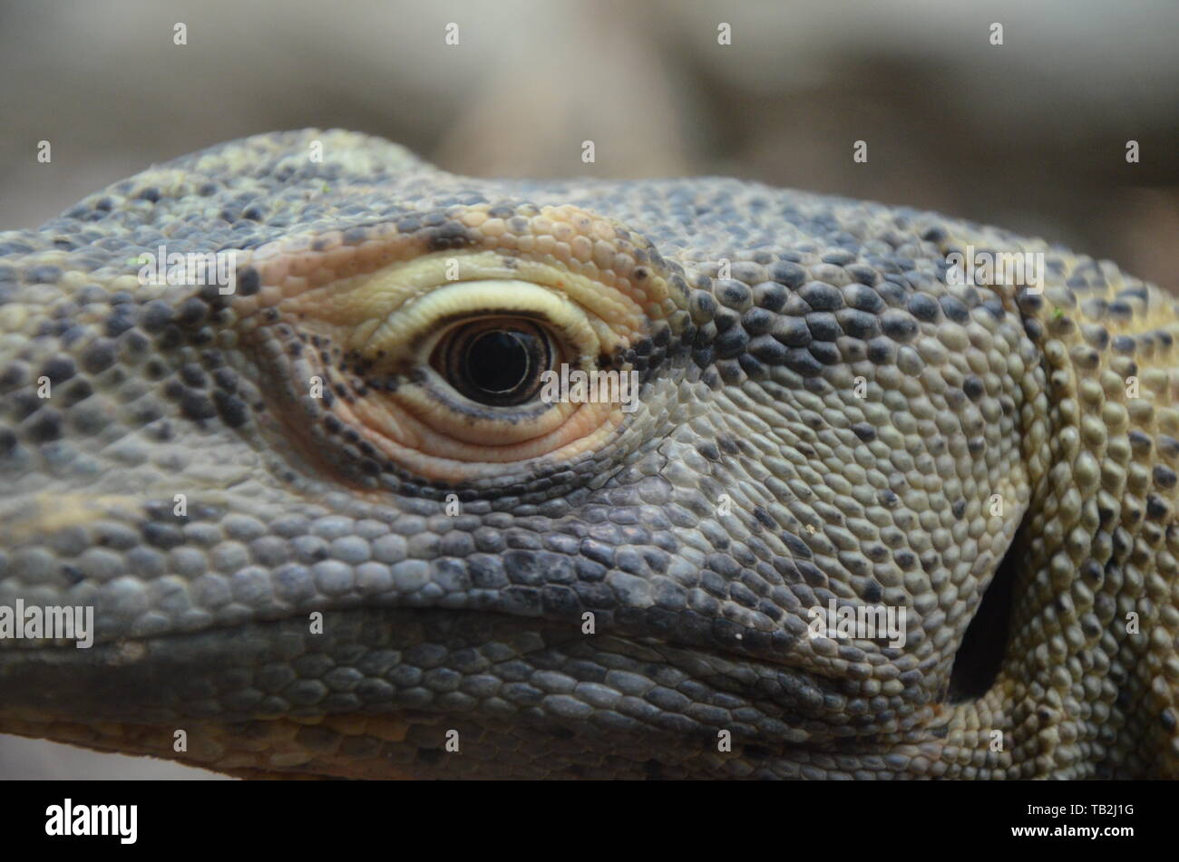 Komodo Dragon, the largest lizard in the world Stock Photo - Alamy