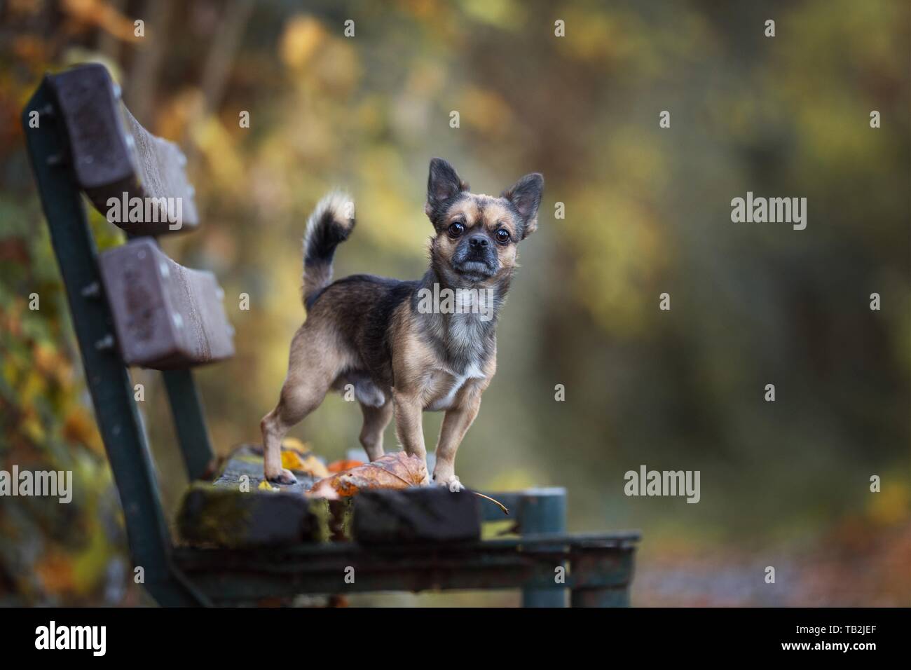 male Chihuahua-Mongrel Stock Photo