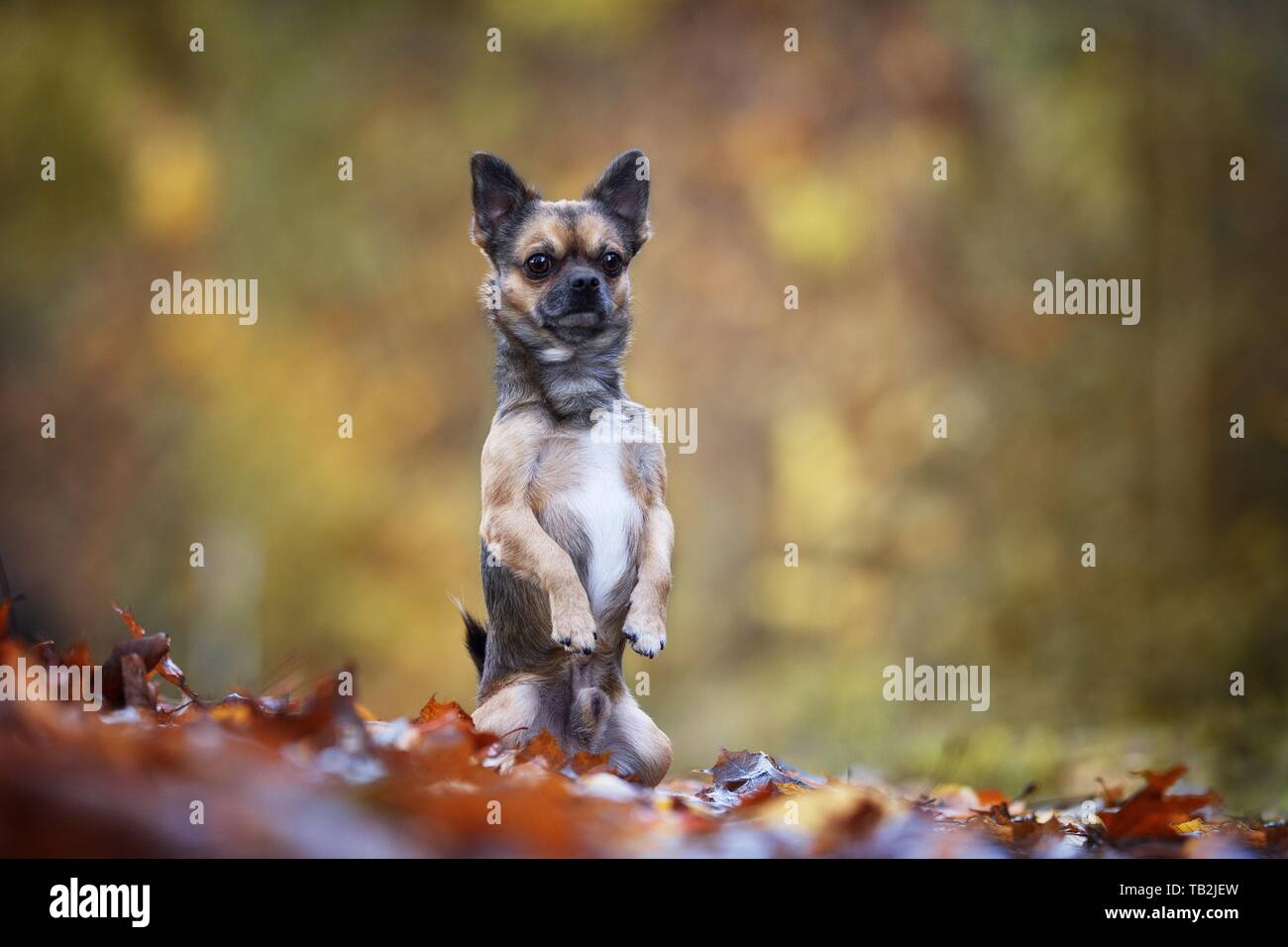 male Chihuahua-Mongrel Stock Photo
