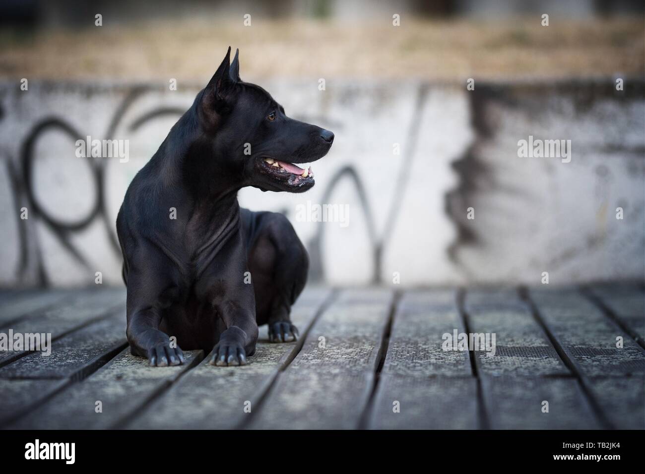 Are Thai Ridgebacks Good Guard Dogs