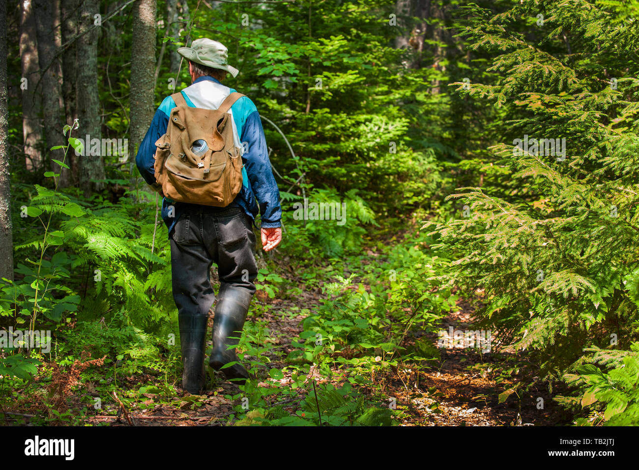 Active senior adult man hiking in woods. Active senior adult man hiking in woods. Stock Photo
