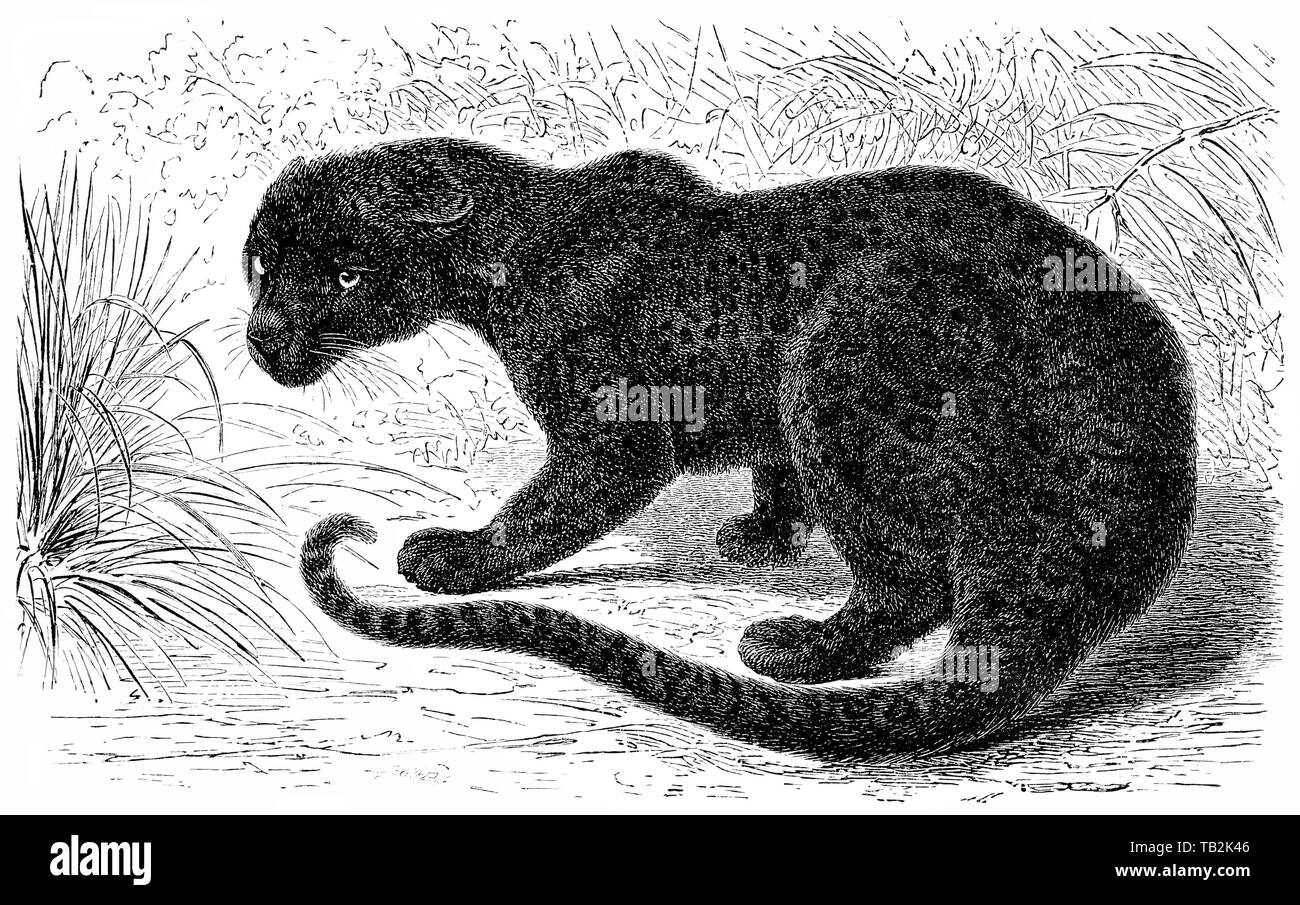 Historische, zeichnerische Darstellung, Pantherkatze, Großkatze, Schwarzer Panther (Panthera pardus),  19. Jahrhundert, aus Meyers Konversations-Lexikon, 1889 Stock Photo