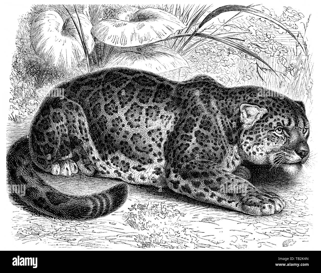 Pantherkatzen, Großkatze, Jaguar (Panthera onca) , 19. Jahrhundert, aus Meyers Konversations-Lexikon, 1889 Stock Photo