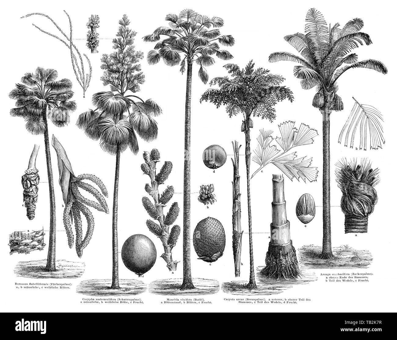 Algebraïsch Billy ledematen Arecaceae Palm Plants High Resolution Stock Photography and Images - Alamy