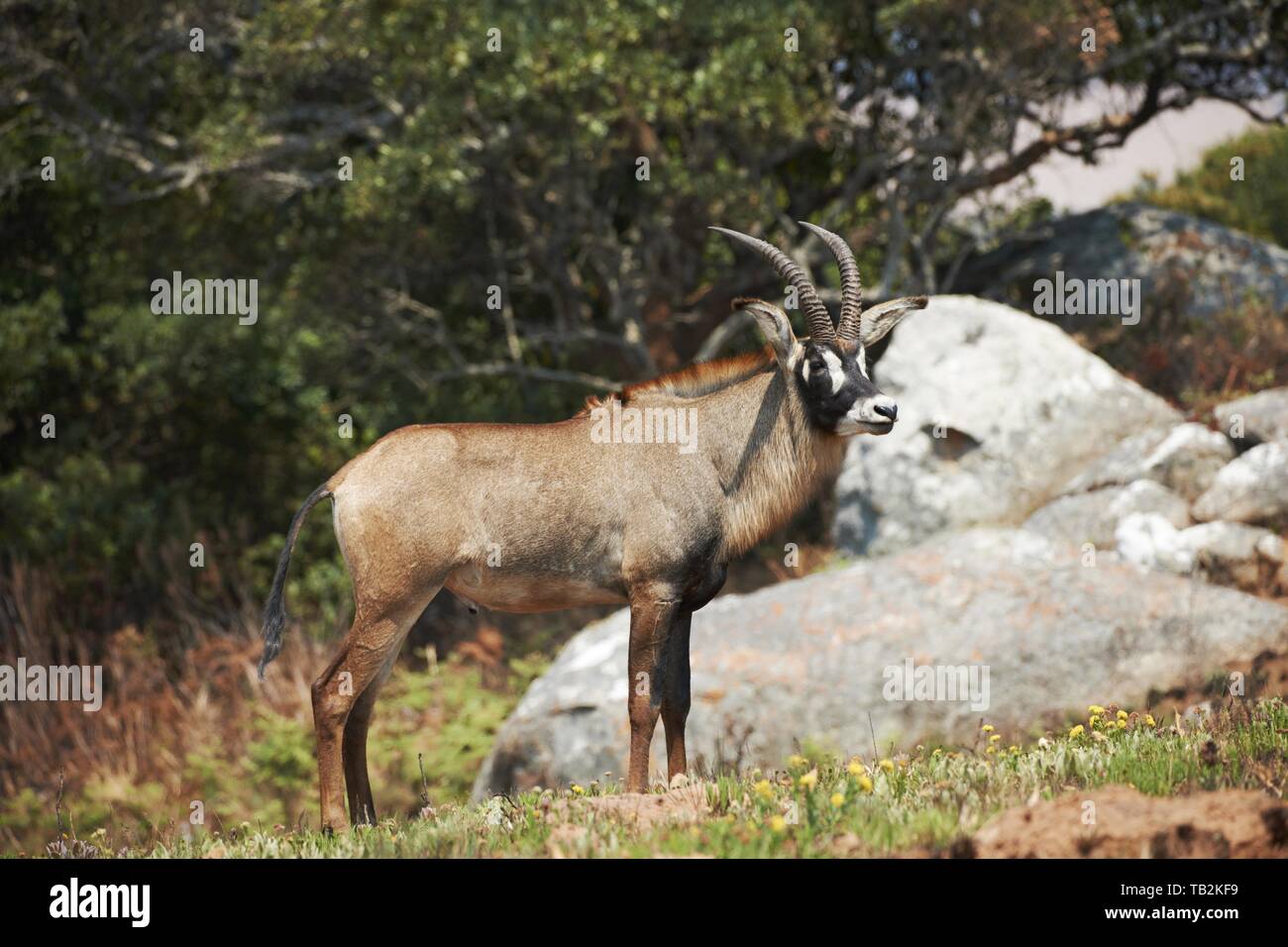 Roan antelope Stock Photo