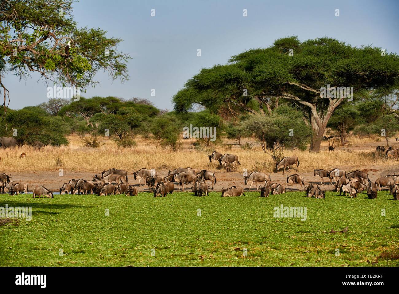 blue wildebeests Stock Photo