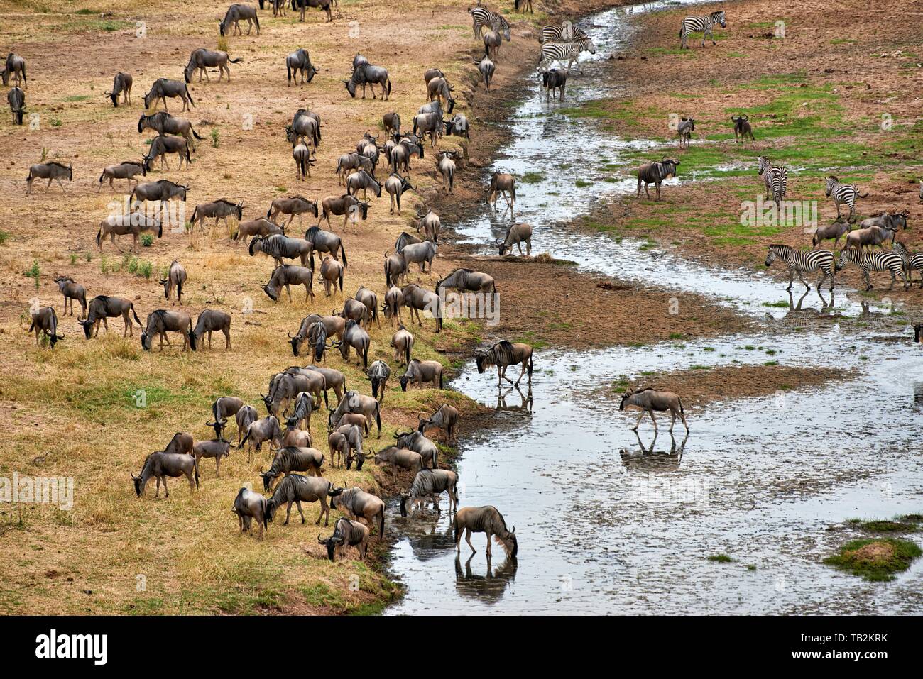blue wildebeests and zebras Stock Photo