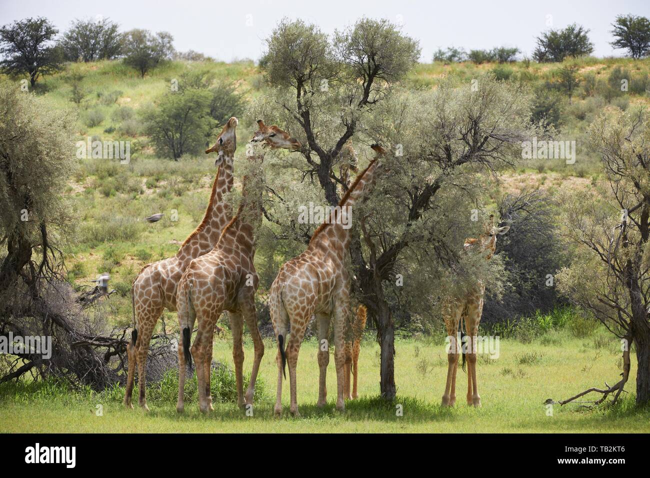 Group of giraffes eating trees hi-res stock photography and images - Alamy