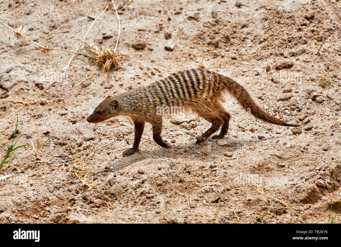 banded mongoose Stock Photo