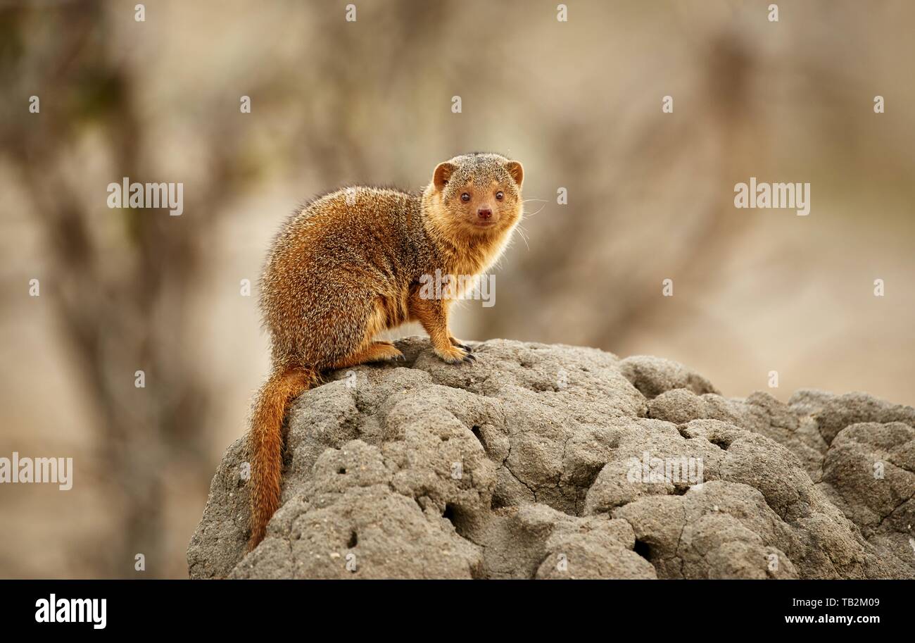 common dwarf mongoose Stock Photo