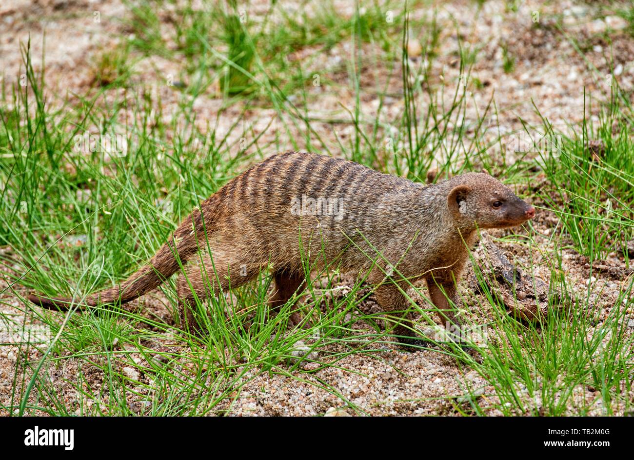 banded mongoose Stock Photo