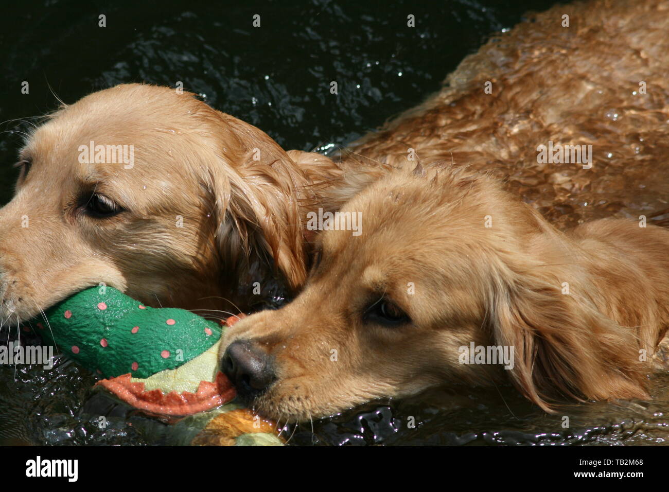 Golden Retrievers Swimming with toy in their mouths in a Pond Stock Photo