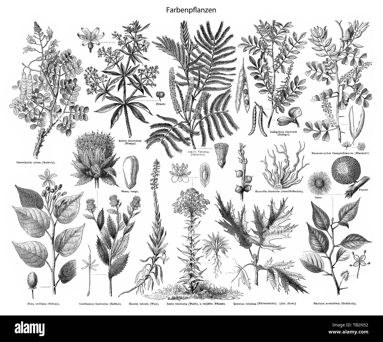 Natural dye plants, Farbenpflanzen, Pflanzen für Naturfarbstoffe, Indigo, Chlorophyll, Crocetin, Safran, Carotin, 19. Jahrhundert, Stock Photo