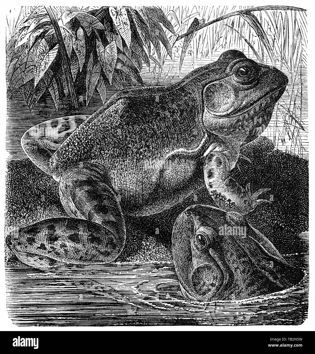 The American bullfrog (Lithobates catesbeianus or Rana catesbeiana),  Amerikanischer Ochsenfrosch Stock Photo