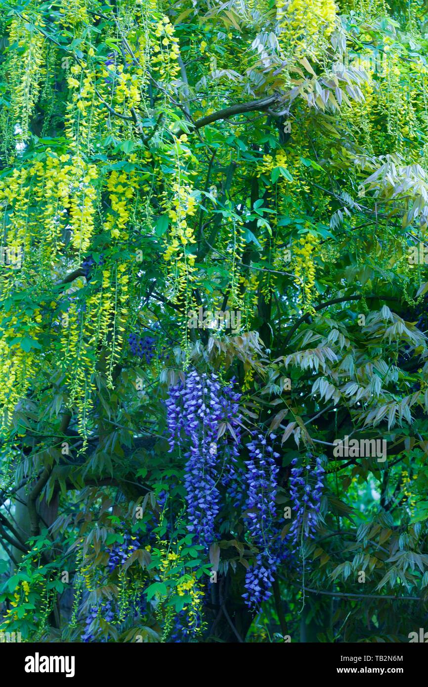 Contrasting coloured wisterias in yellow and purple - image Stock Photo