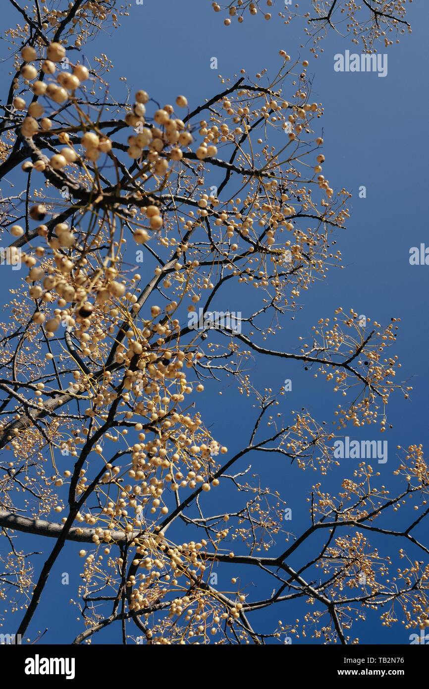 Beautiful blooming tree with clear blue sky in the background Stock ...