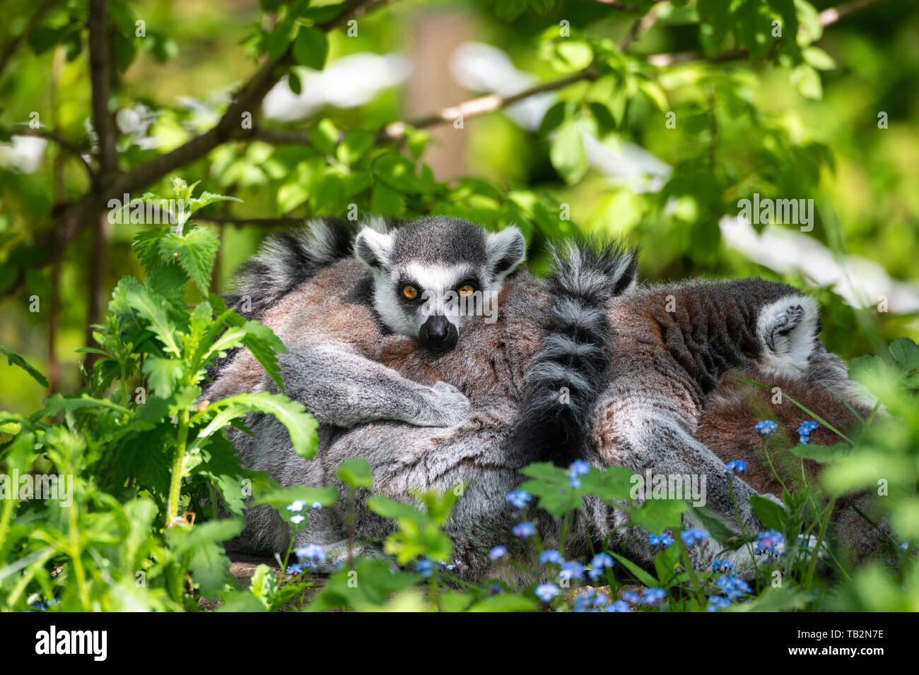 Group of male Ring-tailed Lemures (Lemur catta) huddled together on log in lemur walk through enclosure at Edinburgh Zoo, Scotland, UK Stock Photo