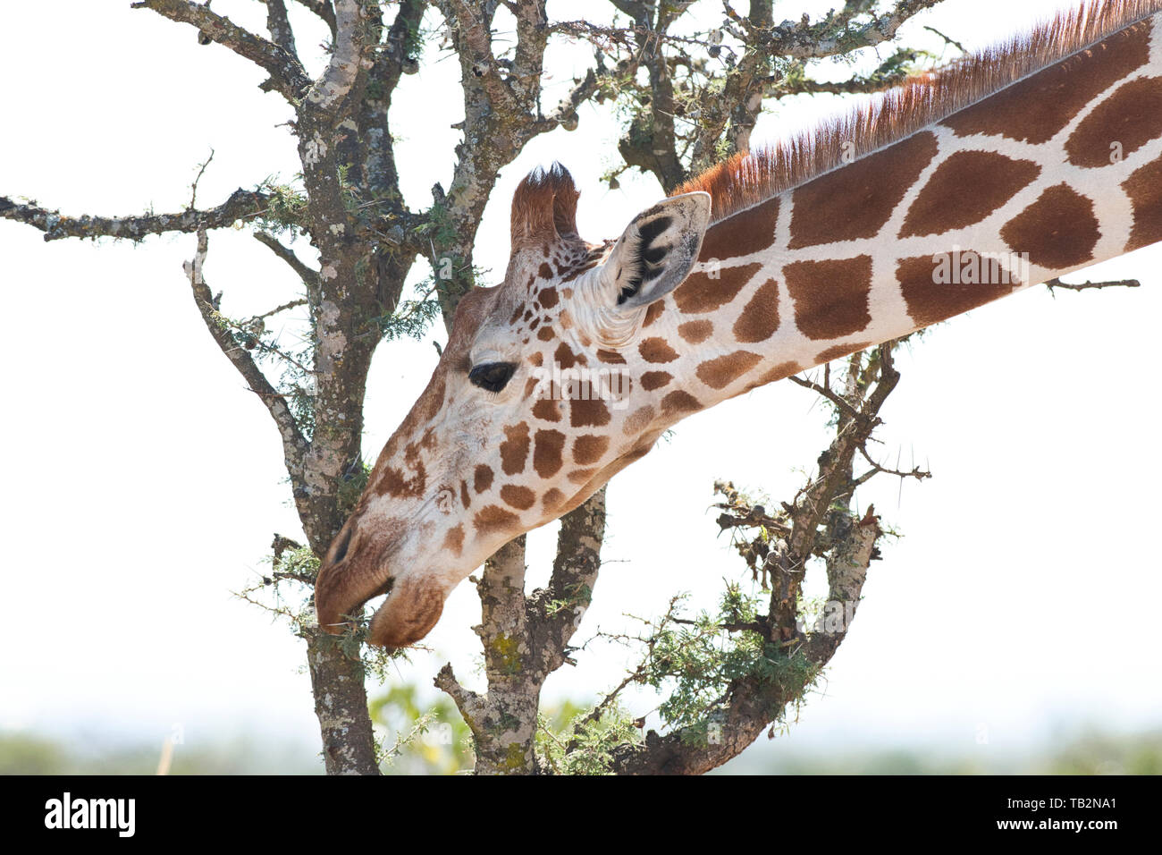 Reticulated giraffe (Giraffa camelopardalis reticulata) browsing on acacia leaves Stock Photo