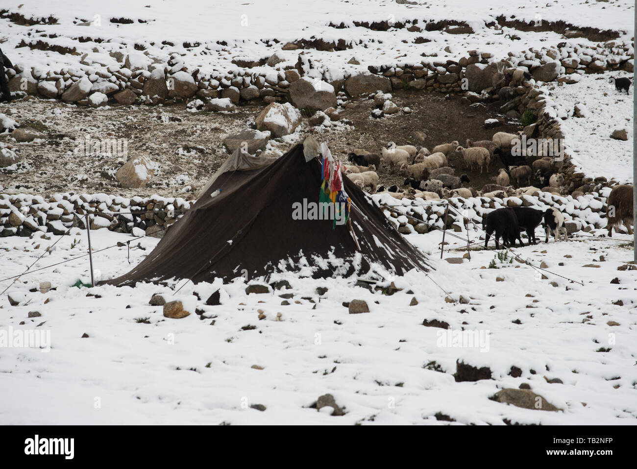 Yak tibet tent hi-res stock photography and images - Alamy