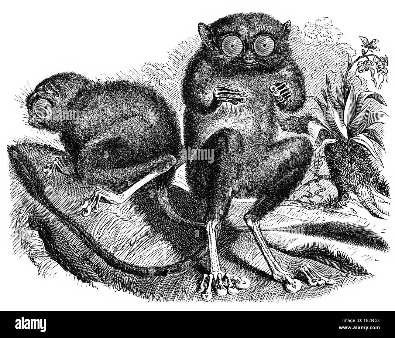 Historic illustration of tarsiers, Koboldmaki (Tarsiidae, Tarsius), Halbaffe, (Prosimiae) Stock Photo