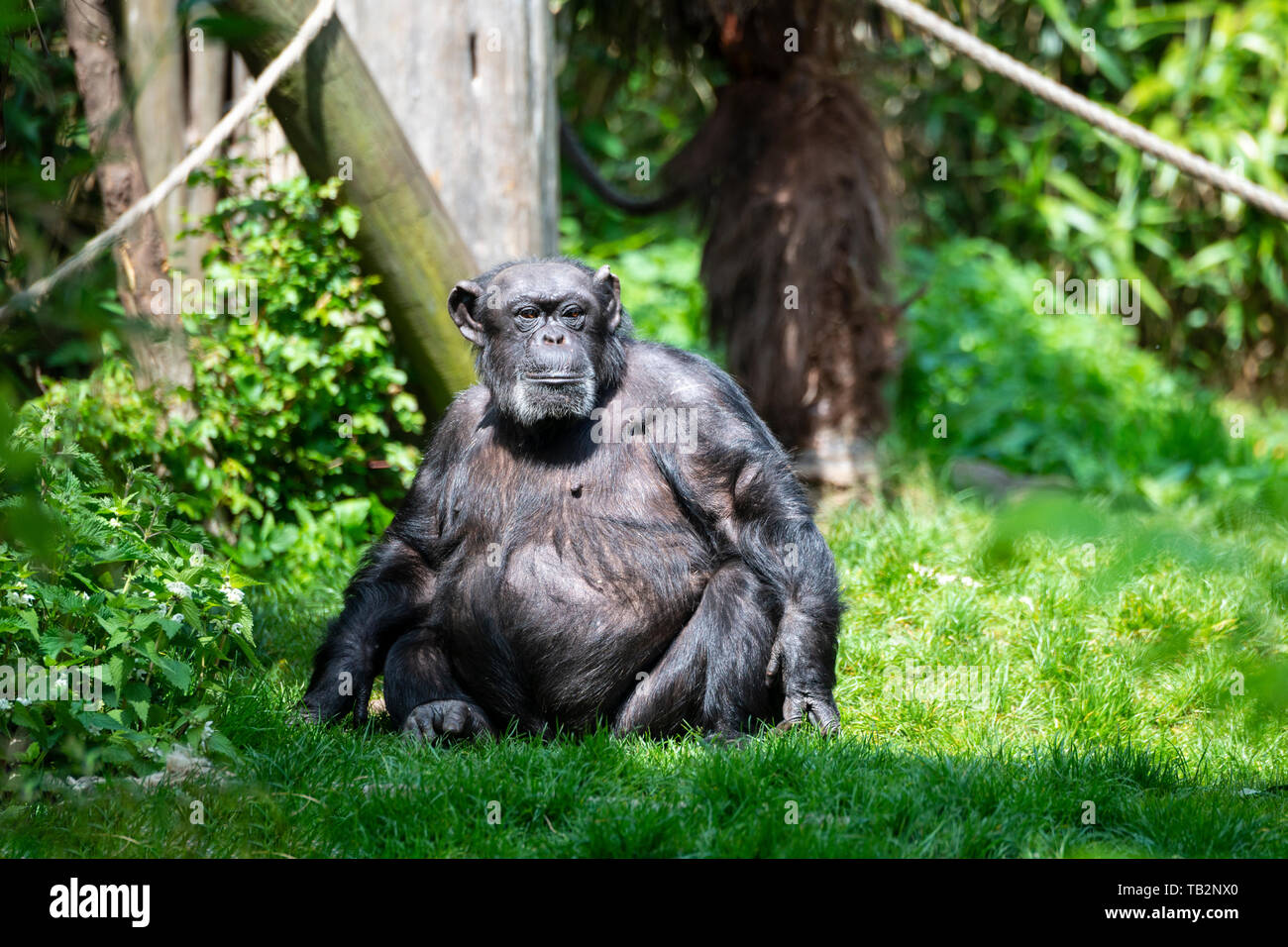 Large elderly Chimpanzee (Pan troglodytes) in the Budongo trail enclosure at Edinburgh Zoo, Scotland, UK Stock Photo