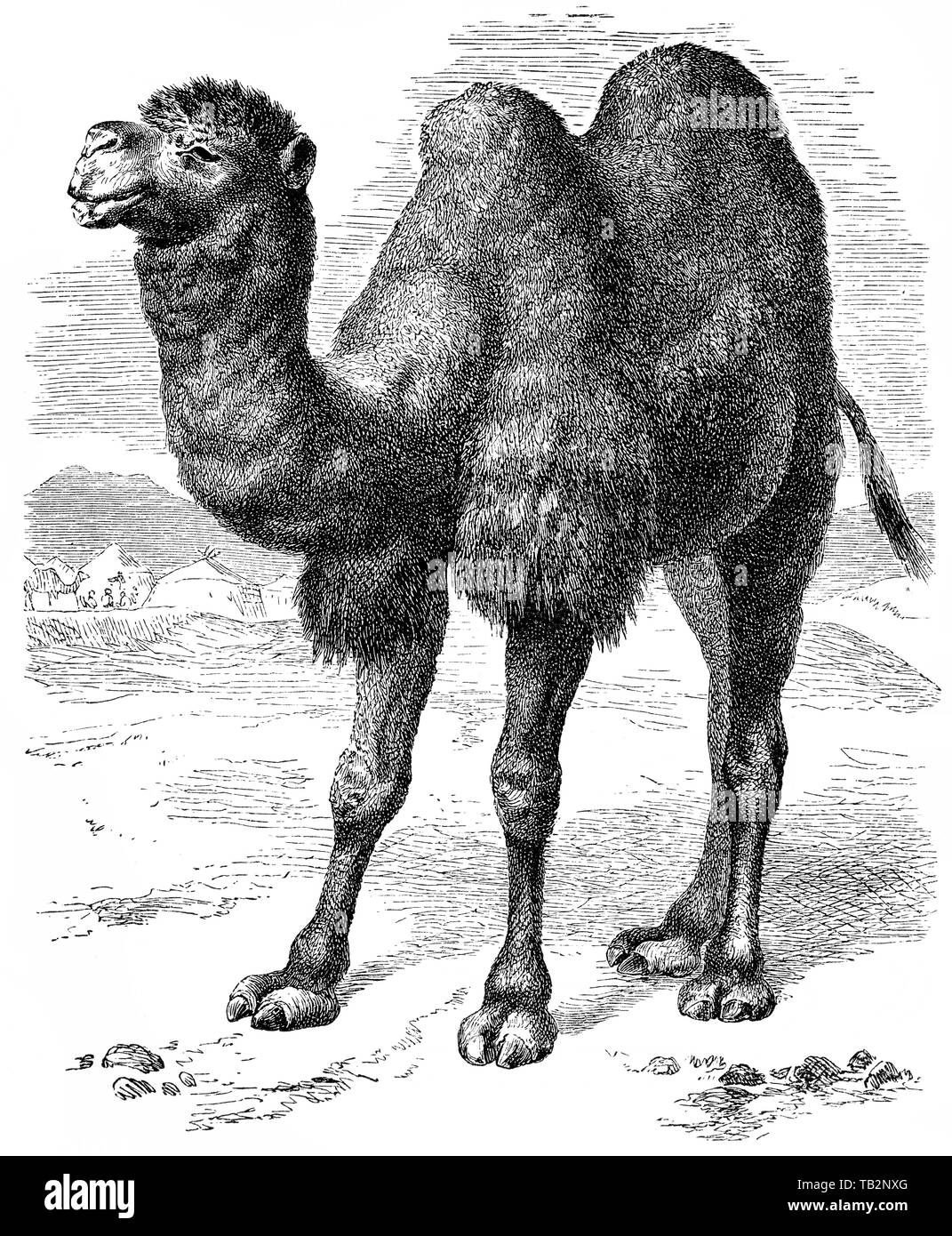 The Bactrian camel (Camelus bactrianus) Stock Photo