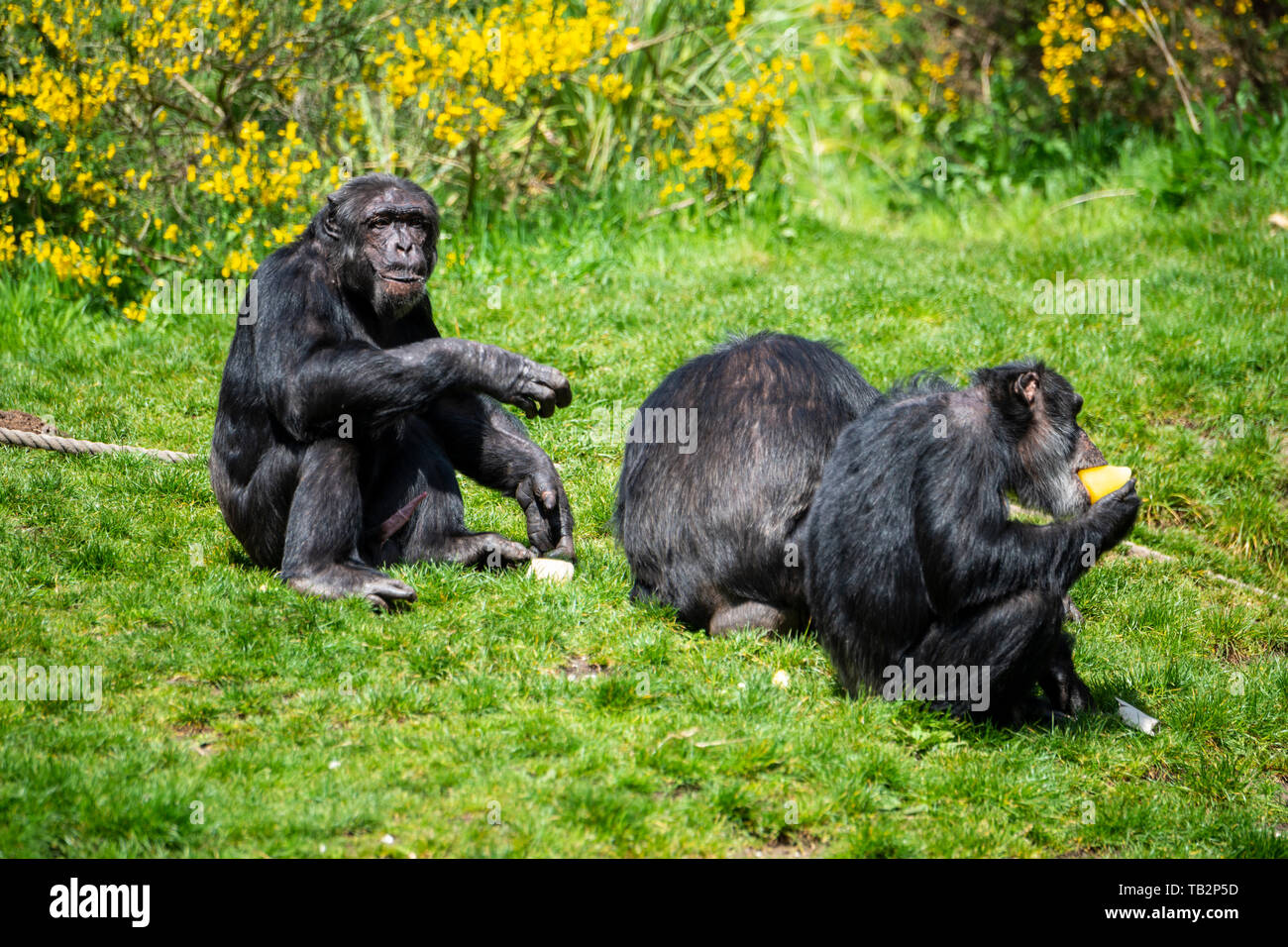 Monkeys edinburgh zoo hires stock photography and images Alamy