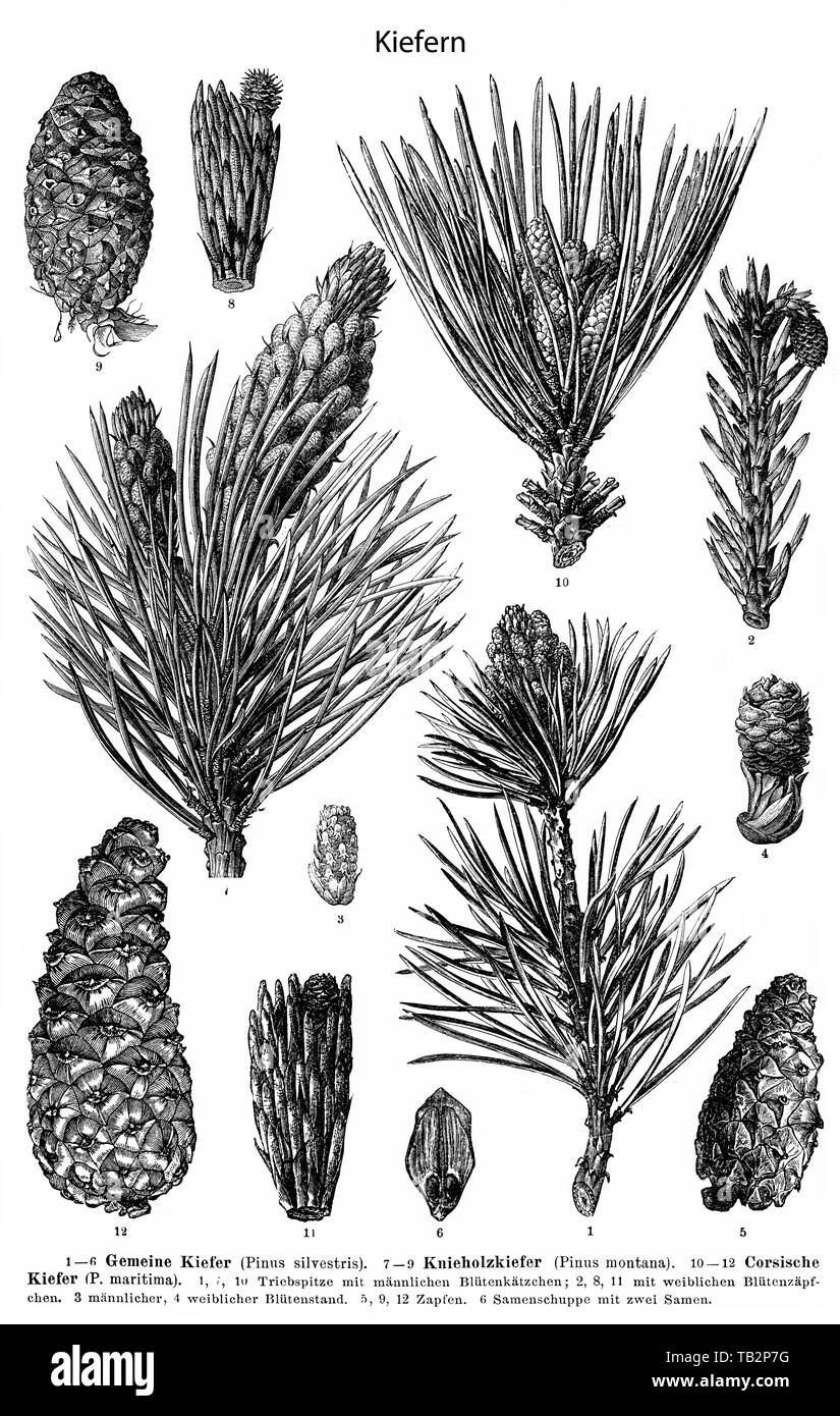 Illustration of needles, cones and seeds of pine (Pinus) Stock Photo
