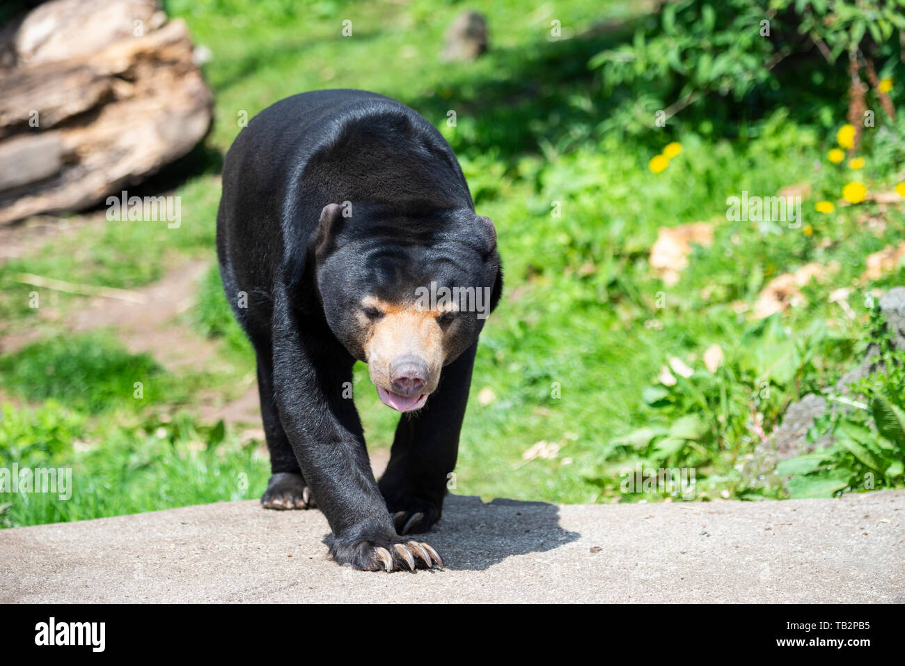 Malayan Sun Bear (Helarctos malayanus) at Edinburgh Zoo, Scotland, UK Stock Photo