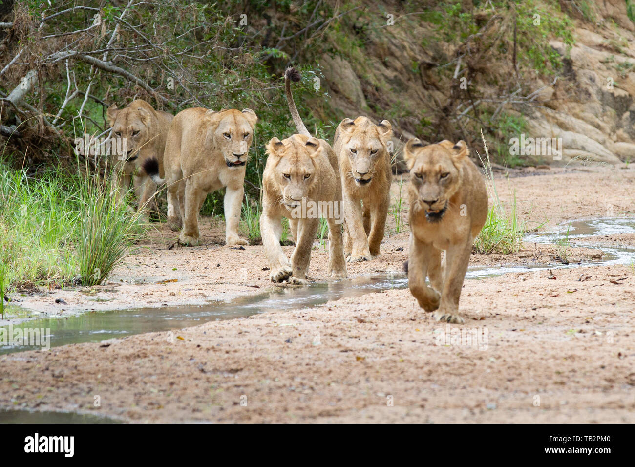 A pride of lions, Panthera leo, walk in a river bed towards camera, looking out of frame, ears back Stock Photo