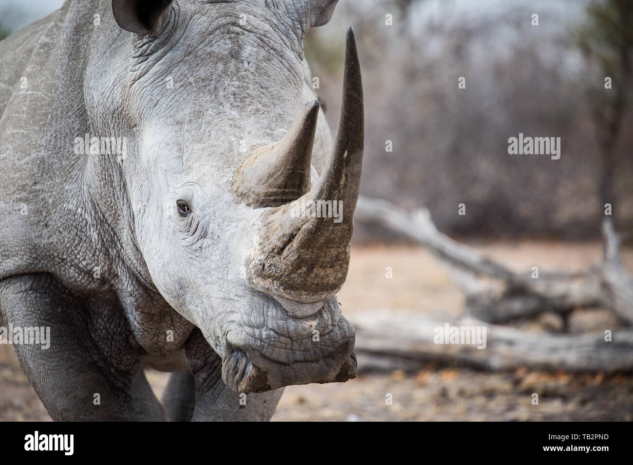 A white rhino bull, Ceratotherium simum, stands in a clearing, direct gaze Stock Photo